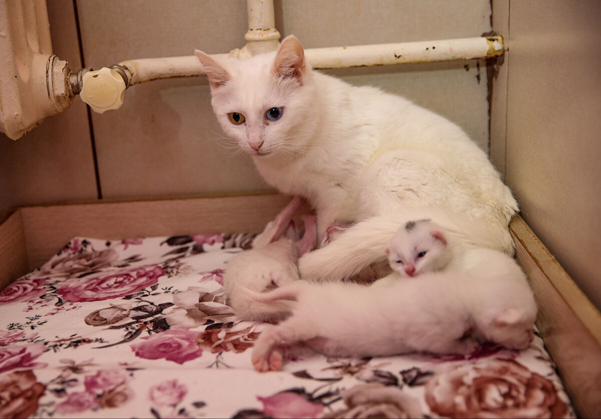Yılın ilk Van kedileri doğum yaptı! Yavru Van kedisi, görenlerin içini ısıttı - 2. Resim