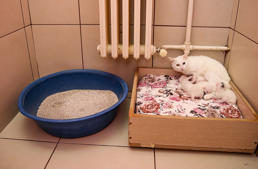 Yılın ilk Van kedileri doğum yaptı! Yavru Van kedisi, görenlerin içini ısıttı - 1. Resim