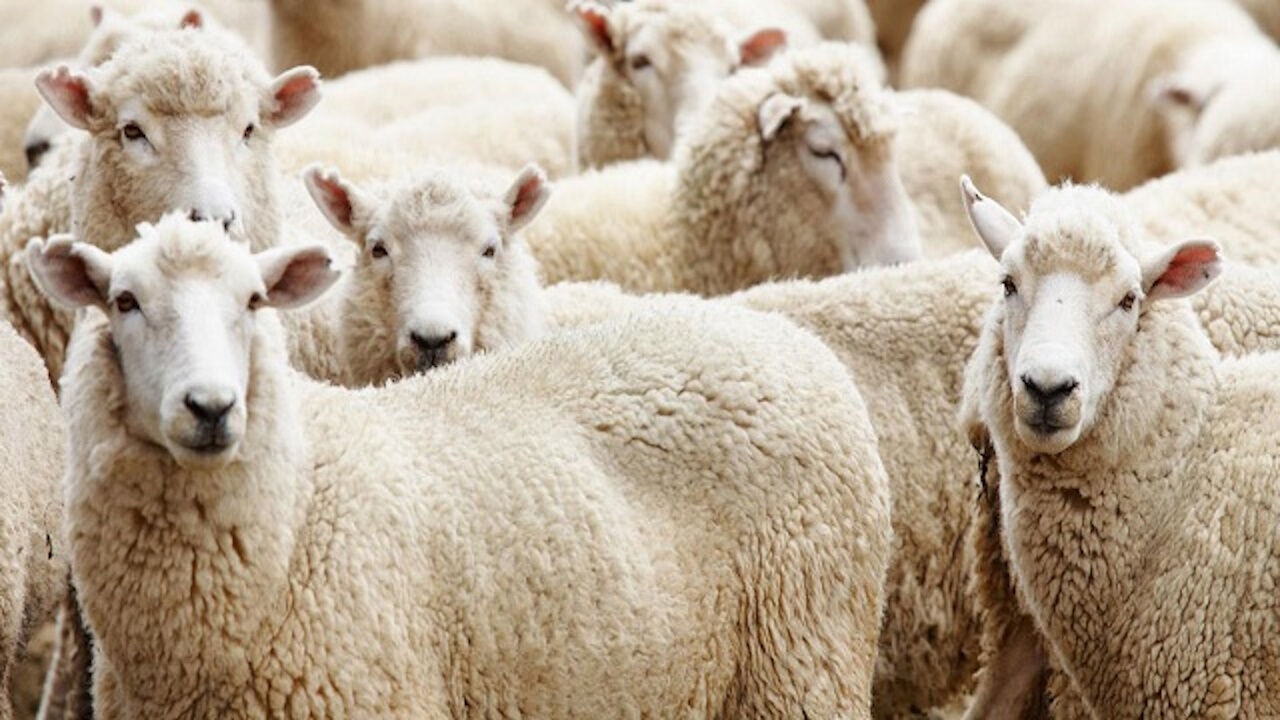 2025 Kurban Bayramı ne zaman? Bayram tatili kaç gün olacak belli oldu - 2. Resim