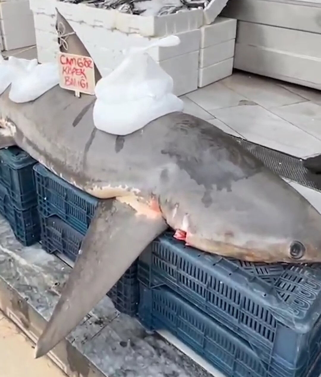 400 kiloluk köpek balığı! Türkiye'de yakalandı, kanser hastalarına ücretsiz dağıtıldı! İşte nedeni - 3. Resim