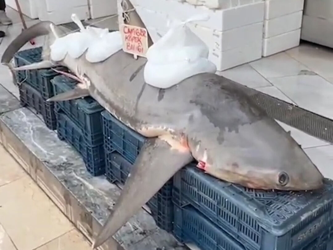400 kiloluk köpek balığı! Türkiye'de yakalandı, kanser hastalarına ücretsiz dağıtıldı! İşte nedeni - 1. Resim