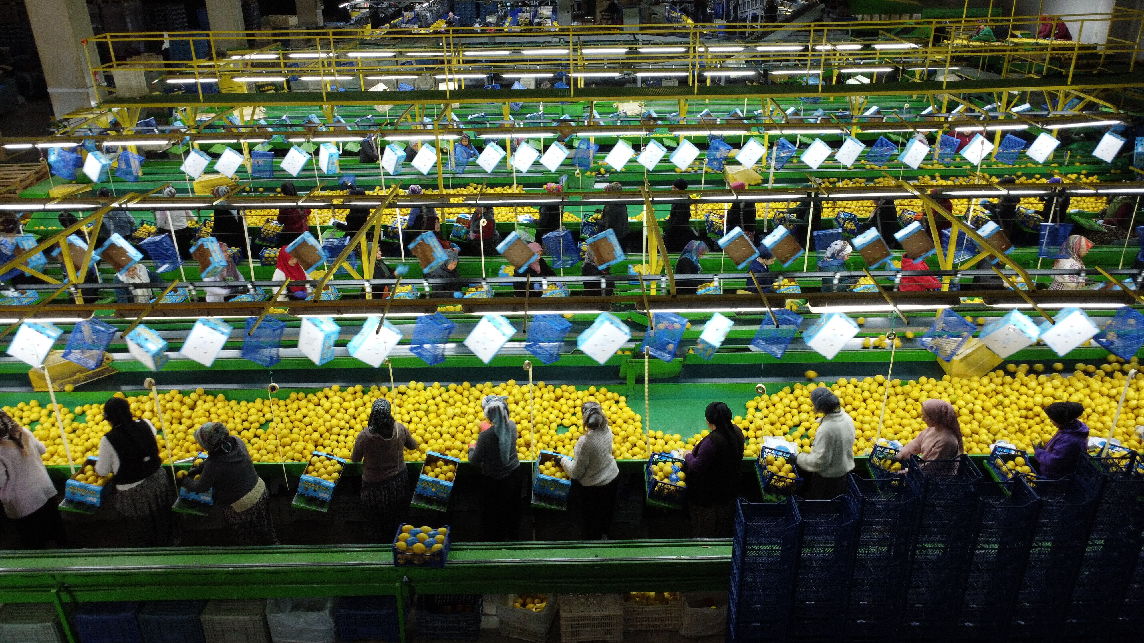 Fiyatı bir anda yükselmişti! Tüccar ve çiftçinin oyunu bozuldu, tonlarca limon ellerinde patlayacak Fiyatı bir anda yükselmişti! Tüccar ve çiftçinin "limon" oyunu bozuldu, ürünler ellerinde patlayacak - 3. Resim