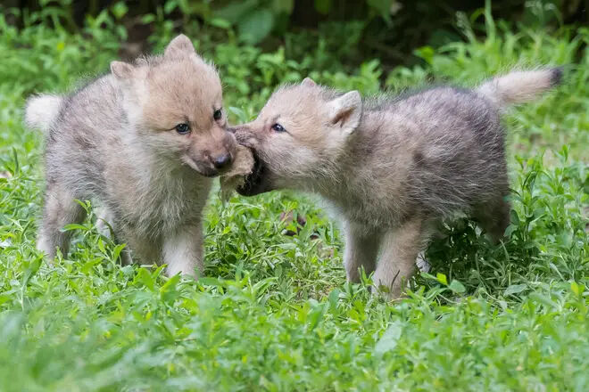Game of Thrones’un korkunç kurtları klonlandı! 12.500 yıl sonra geri döndü Game of Thrones’un korkunç kurtları klonlandı! 12.500 yıl sonra geri döndü - 1. Resim