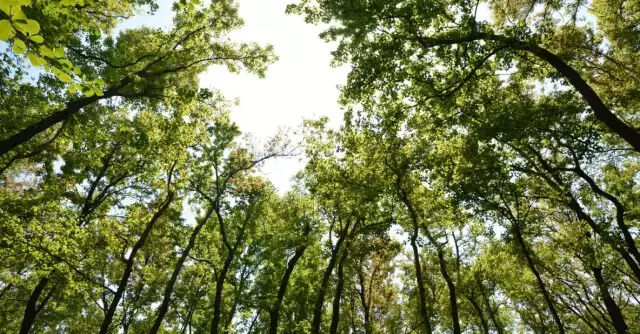 İklim kanunu nedir? İklim kanunu Türkiye'de var mı? - 1. Resim