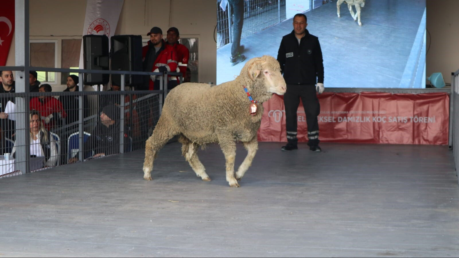 Damızlık koçun değeri dudak uçuklattı! Açık artırma ile rekor fiyata satıldı Bu koçun değeri dudak uçuklattı! Rekor fiyata satıldı - 4. Resim