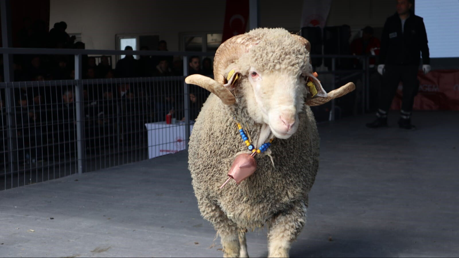 Damızlık koçun değeri dudak uçuklattı! Açık artırma ile rekor fiyata satıldı Bu koçun değeri dudak uçuklattı! Rekor fiyata satıldı - 1. Resim