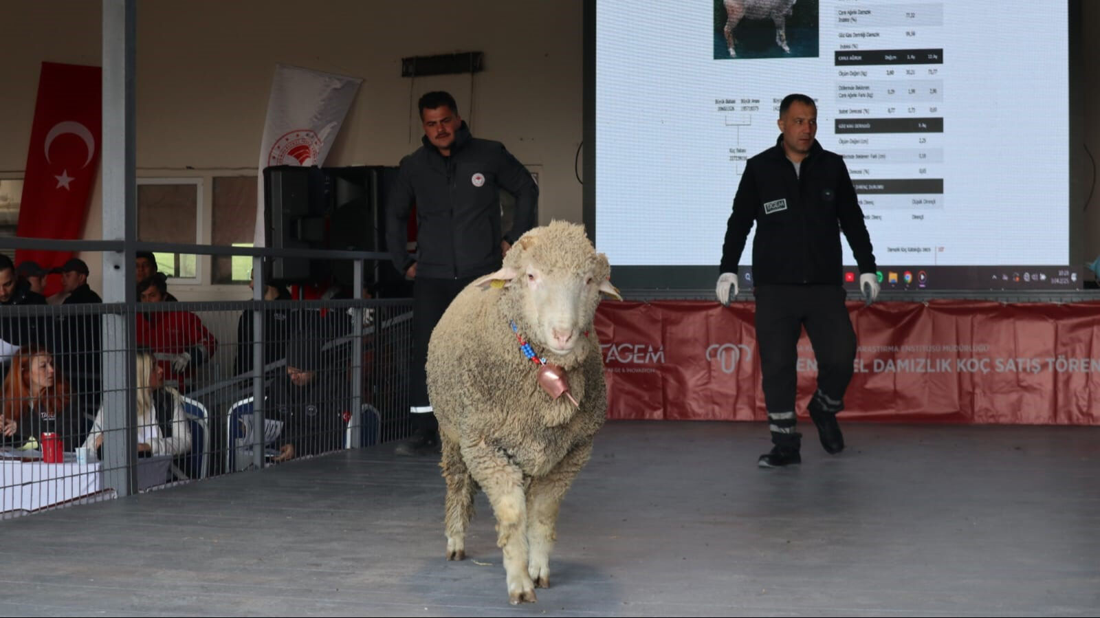 Damızlık koçun değeri dudak uçuklattı! Açık artırma ile rekor fiyata satıldı Bu koçun değeri dudak uçuklattı! Rekor fiyata satıldı - 2. Resim