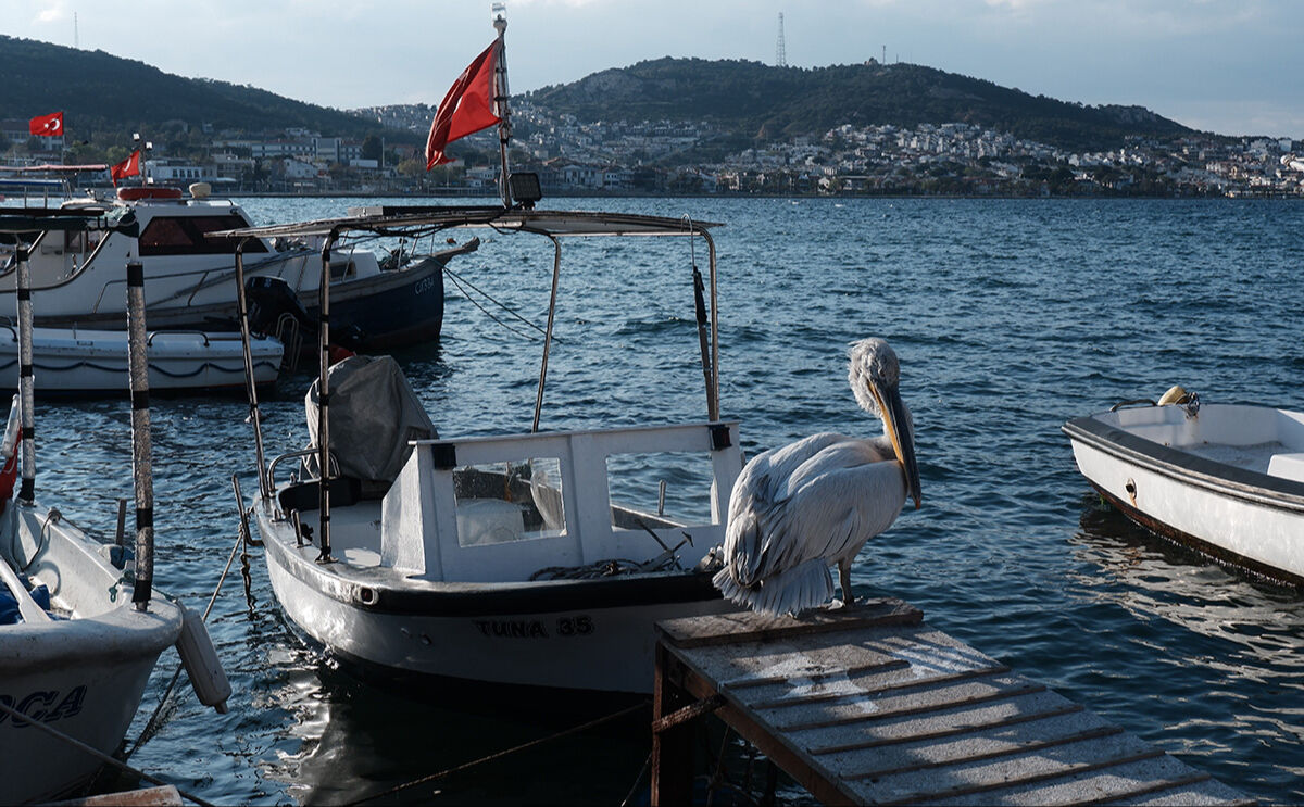 Yaralı pelikan sığındığı limanın maskotu oldu: Tosun burayı asla unutmuyor! Yaralı pelikan sığındığı limanın maskotu oldu: Tosun burayı asla unutmuyor! - 3. Resim