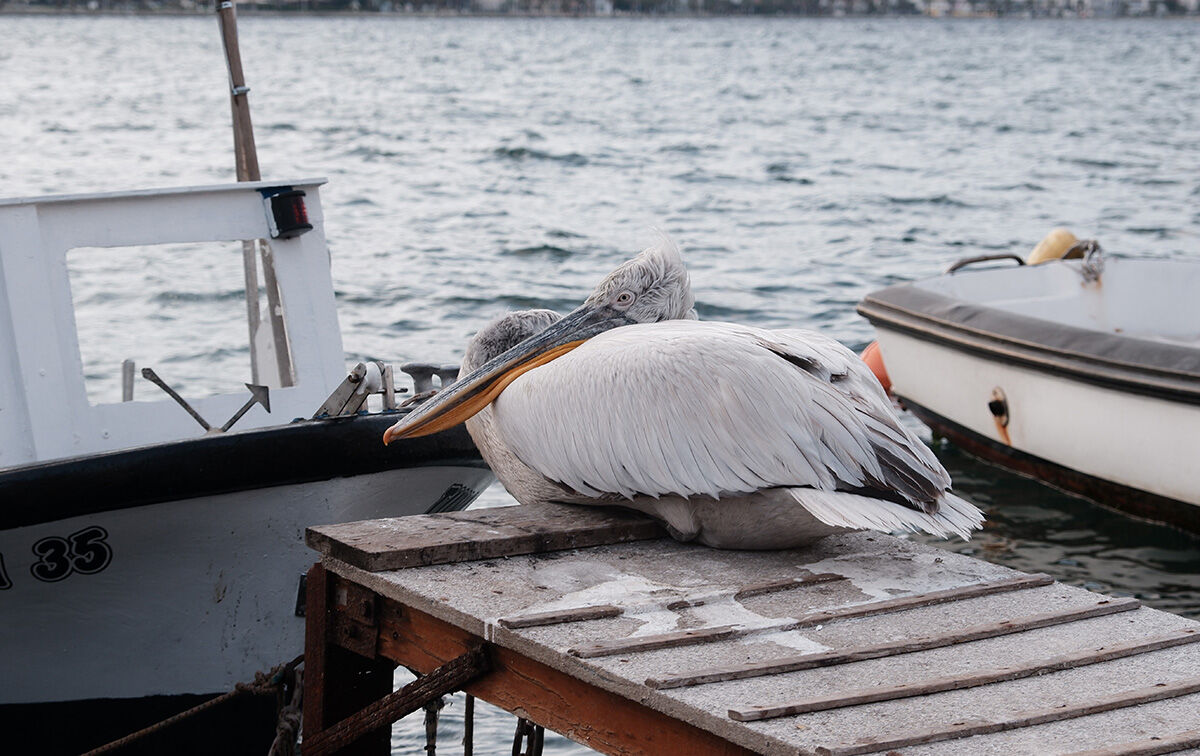 Yaralı pelikan sığındığı limanın maskotu oldu: Tosun burayı asla unutmuyor! Yaralı pelikan sığındığı limanın maskotu oldu: Tosun burayı asla unutmuyor! - 2. Resim