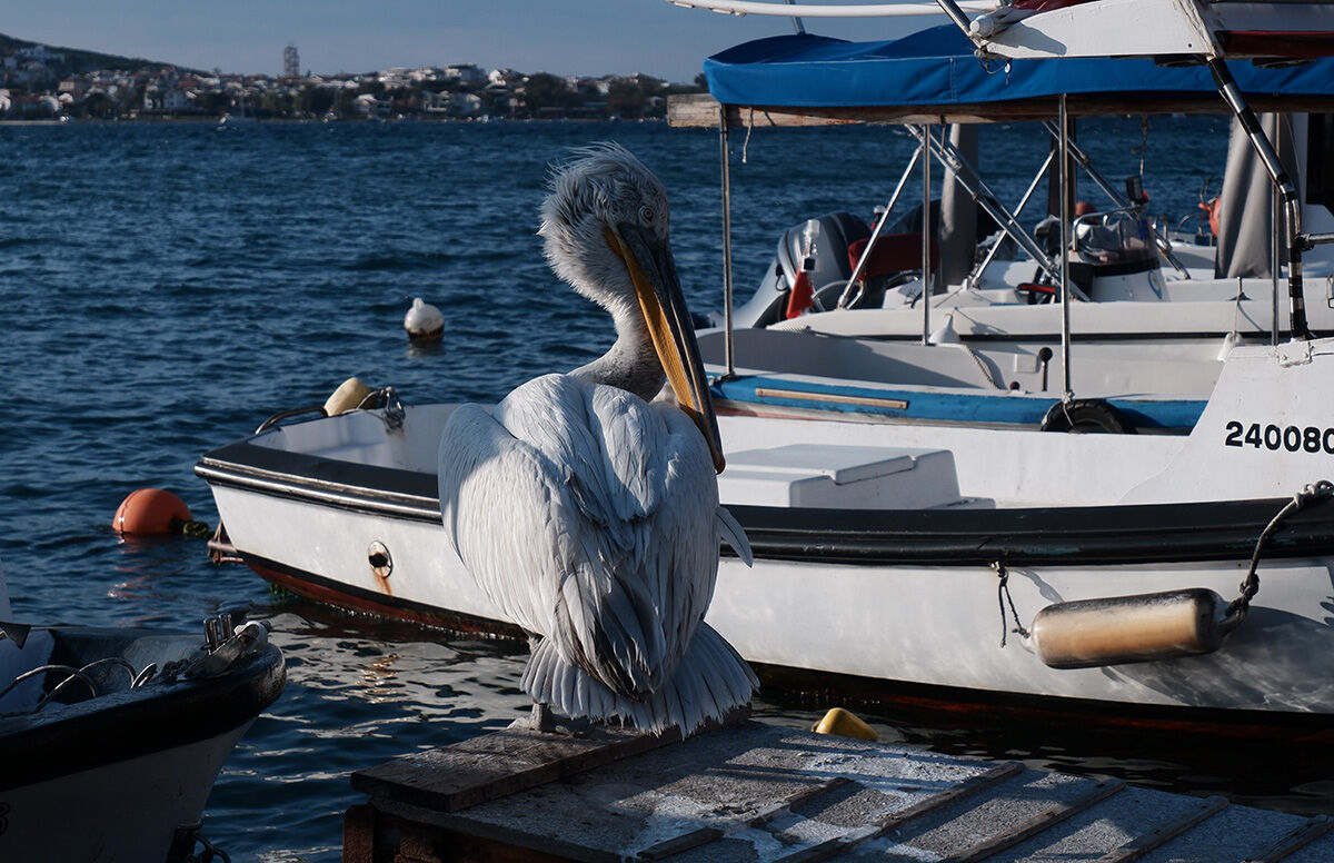 Yaralı pelikan sığındığı limanın maskotu oldu: Tosun burayı asla unutmuyor! Yaralı pelikan sığındığı limanın maskotu oldu: Tosun burayı asla unutmuyor! - 4. Resim