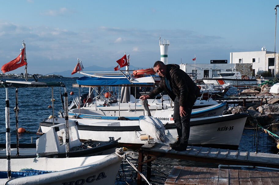 Yaralı pelikan sığındığı limanın maskotu oldu: Tosun burayı asla unutmuyor! Yaralı pelikan sığındığı limanın maskotu oldu: Tosun burayı asla unutmuyor! - 1. Resim
