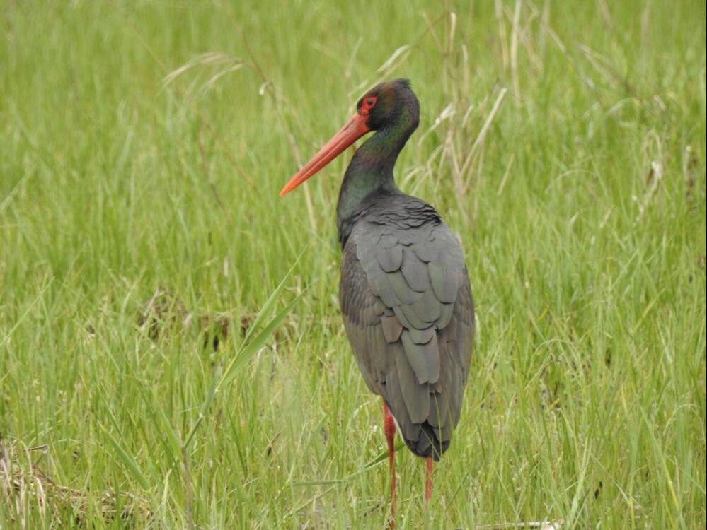 10 yıl sonra o şehirde ilk kez g&ouml;r&uuml;ld&uuml;! - 1. Resim