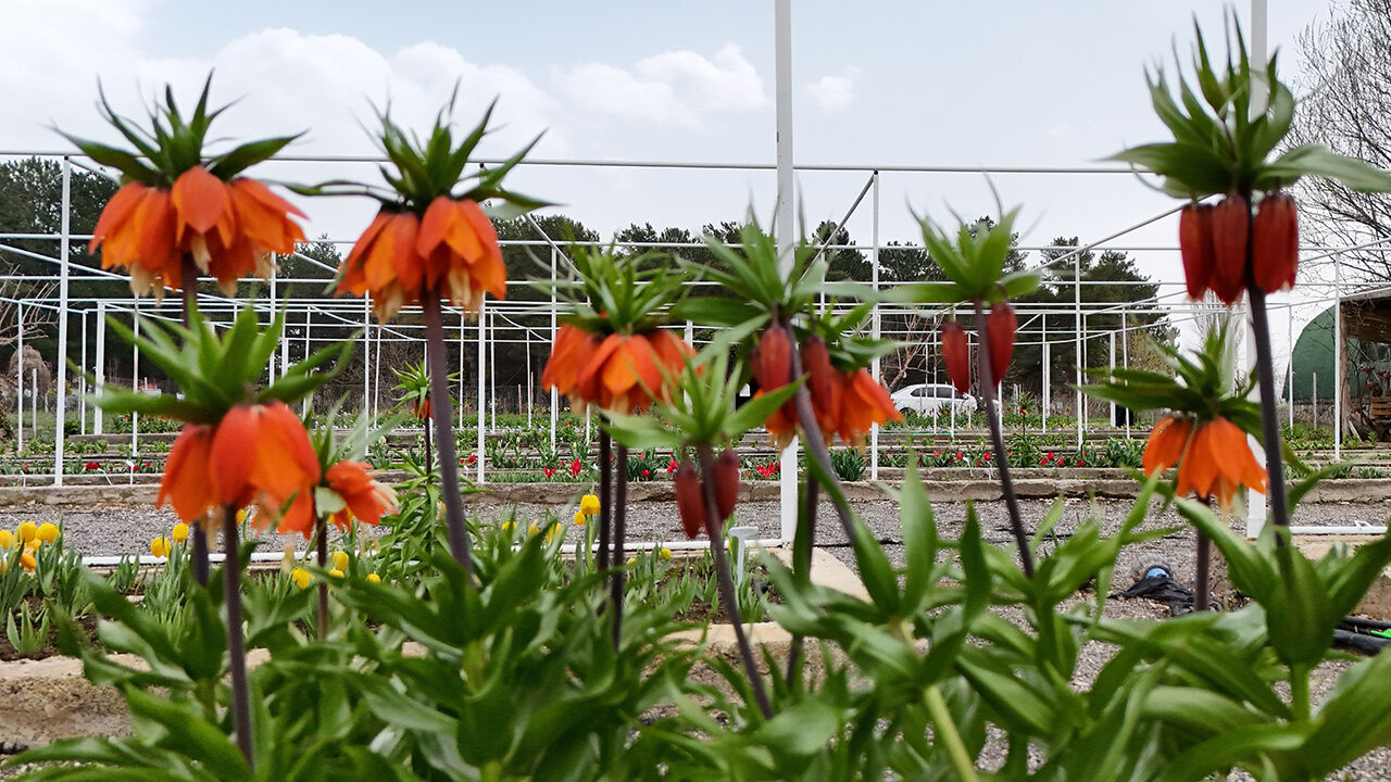 Sadece 20 gün açıyor! Bu özel çiçeği koparmanın cezası yarım milyon lira - 1. Resim