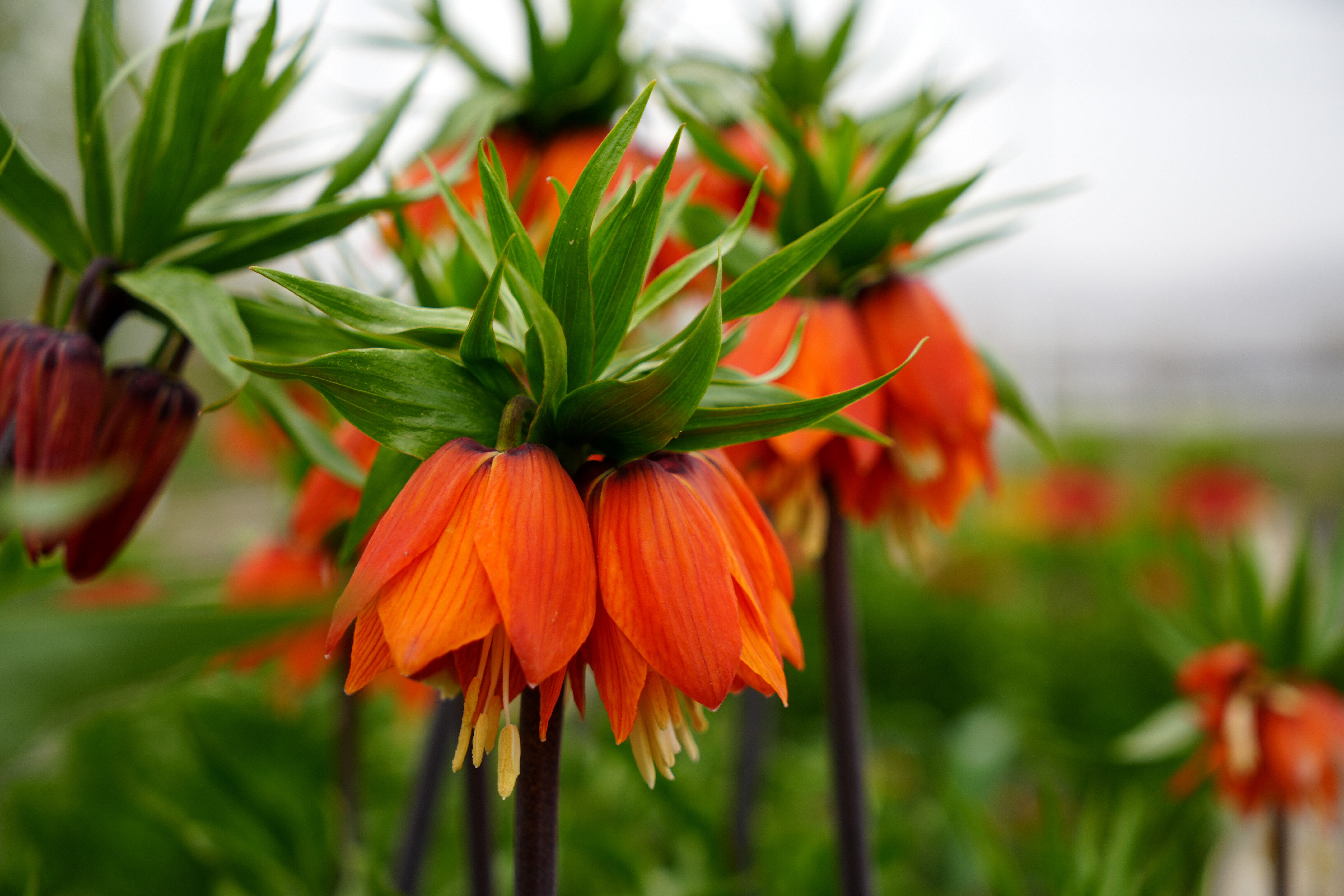 Sadece 20 gün açıyor! Bu özel çiçeği koparmanın cezası yarım milyon lira - 2. Resim