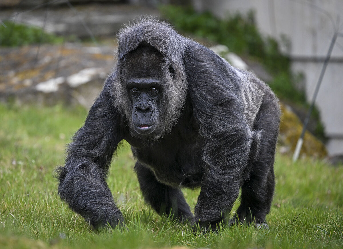 D&uuml;nyanın en yaşlı goril Fatou'ya doğum g&uuml;n&uuml; s&uuml;rprizi! Yıllardır burada tutuluyor - 2. Resim