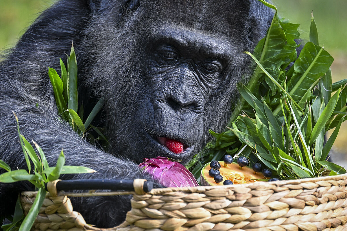 D&uuml;nyanın en yaşlı goril Fatou'ya doğum g&uuml;n&uuml; s&uuml;rprizi! Yıllardır burada tutuluyor - 4. Resim