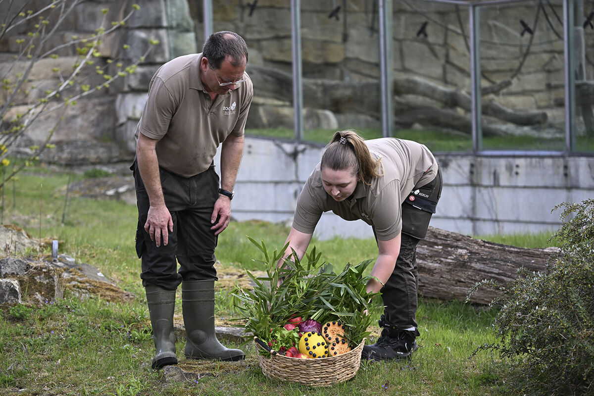 D&uuml;nyanın en yaşlı goril Fatou'ya doğum g&uuml;n&uuml; s&uuml;rprizi! Yıllardır burada tutuluyor - 1. Resim