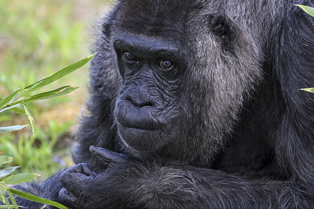 D&uuml;nyanın en yaşlı goril Fatou'ya doğum g&uuml;n&uuml; s&uuml;rprizi! Yıllardır burada tutuluyor - 5. Resim