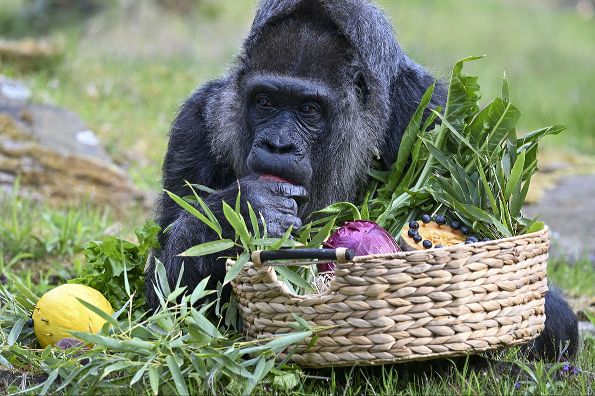 D&uuml;nyanın en yaşlı goril Fatou'ya doğum g&uuml;n&uuml; s&uuml;rprizi! Yıllardır burada tutuluyor - 3. Resim