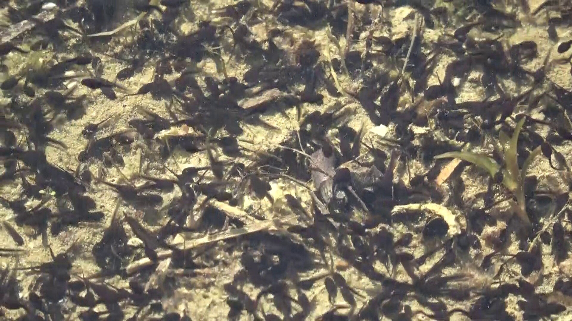 Görenler şaşırıp kalıyor! Su altında kalmış mezarlar - 2. Resim