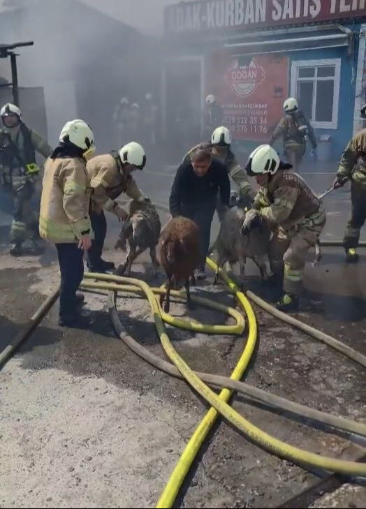İstanbul'da kimya deposunda korkutan yangın! Hayvanlar telef oldu, araçlar küle döndü İstanbul'da kimya deposunda korkutan yangın! Dumanlar diğer ilçelerden görünüyor... Alevler araçları yuttu - 2. Resim
