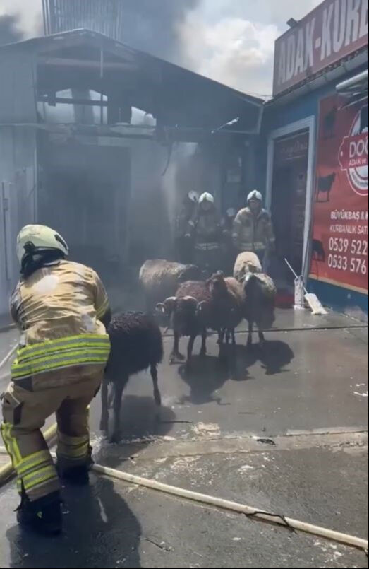 İstanbul'da kimya deposunda korkutan yangın! Hayvanlar telef oldu, araçlar küle döndü İstanbul'da kimya deposunda korkutan yangın! Dumanlar diğer ilçelerden görünüyor... Alevler araçları yuttu - 3. Resim