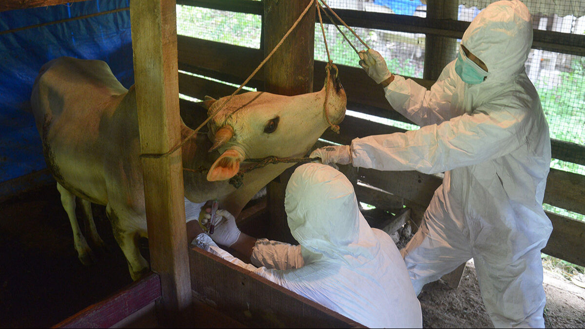 Şap salgınının ardında biyolojik saldırı mı var? Orban yönetimi itiraf etti - 1. Resim