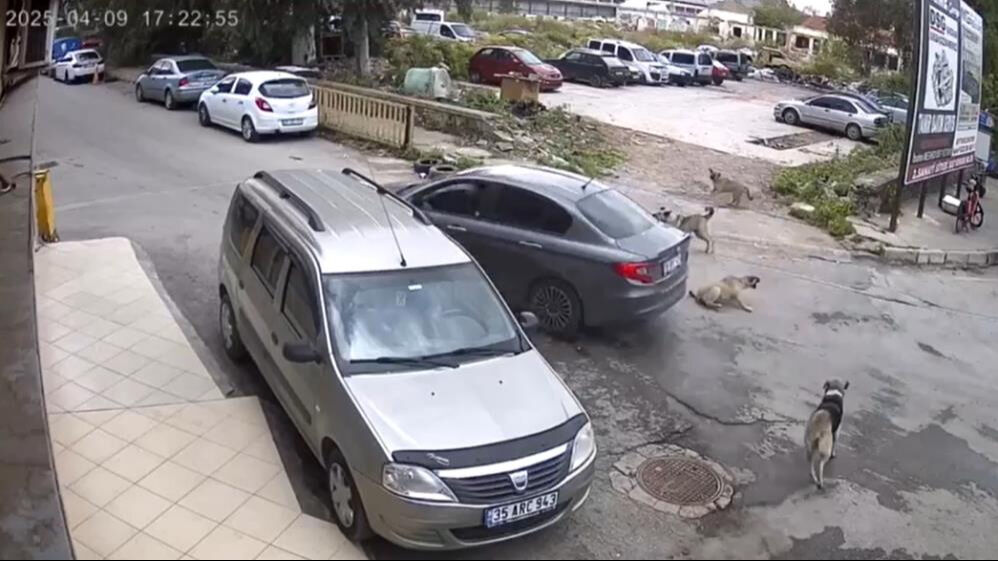 Bu nasıl vicdan! Köpeği ezen sürücü durmadan yoluna devam etti - 1. Resim