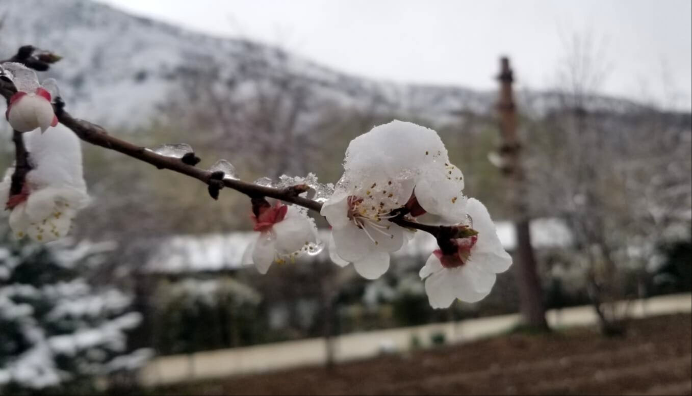 Çiftçiye don uyarısı! Meyve ağaçları kar altında, vatandaş ne yapacağını düşünüyor Çiftçiye don uyarısı! Meyve ağaçları kar altında, vatandaş ne yapacağını düşünüyor - 2. Resim