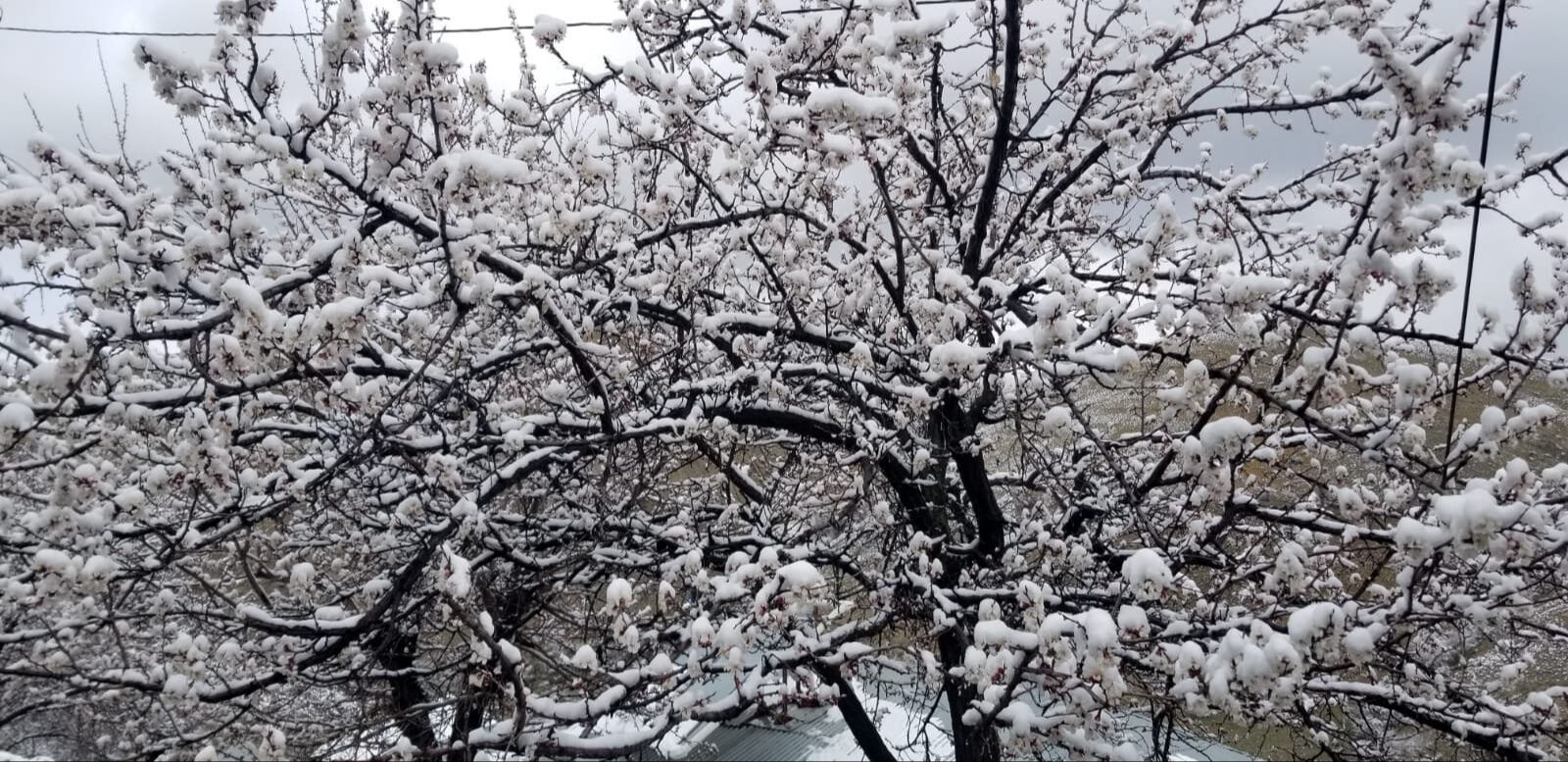 Çiftçiye don uyarısı! Meyve ağaçları kar altında, vatandaş ne yapacağını düşünüyor Çiftçiye don uyarısı! Meyve ağaçları kar altında, vatandaş ne yapacağını düşünüyor - 1. Resim