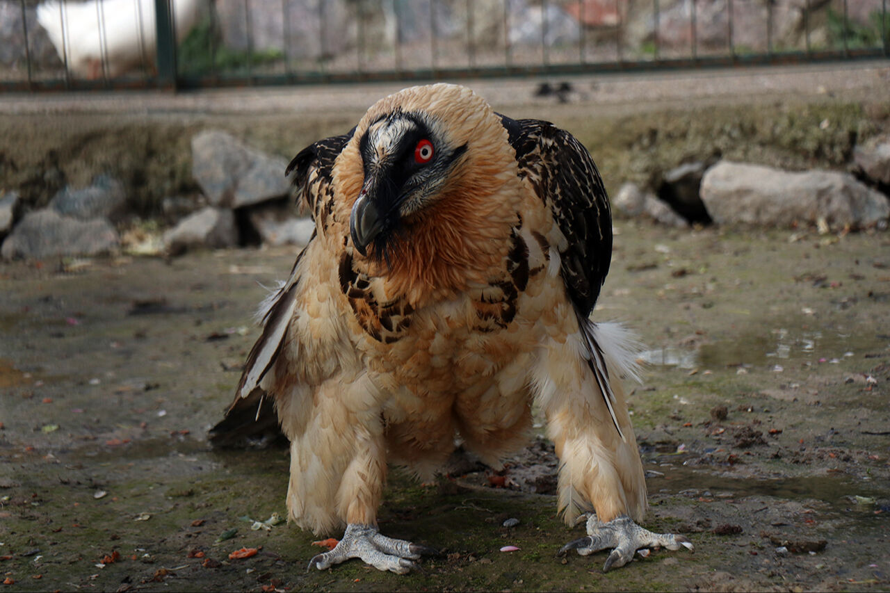 Hafızalara kazınan sakallı akbabanın yuvası belli oldu! Nadir görülen hayvan korumaya alındı - 1. Resim