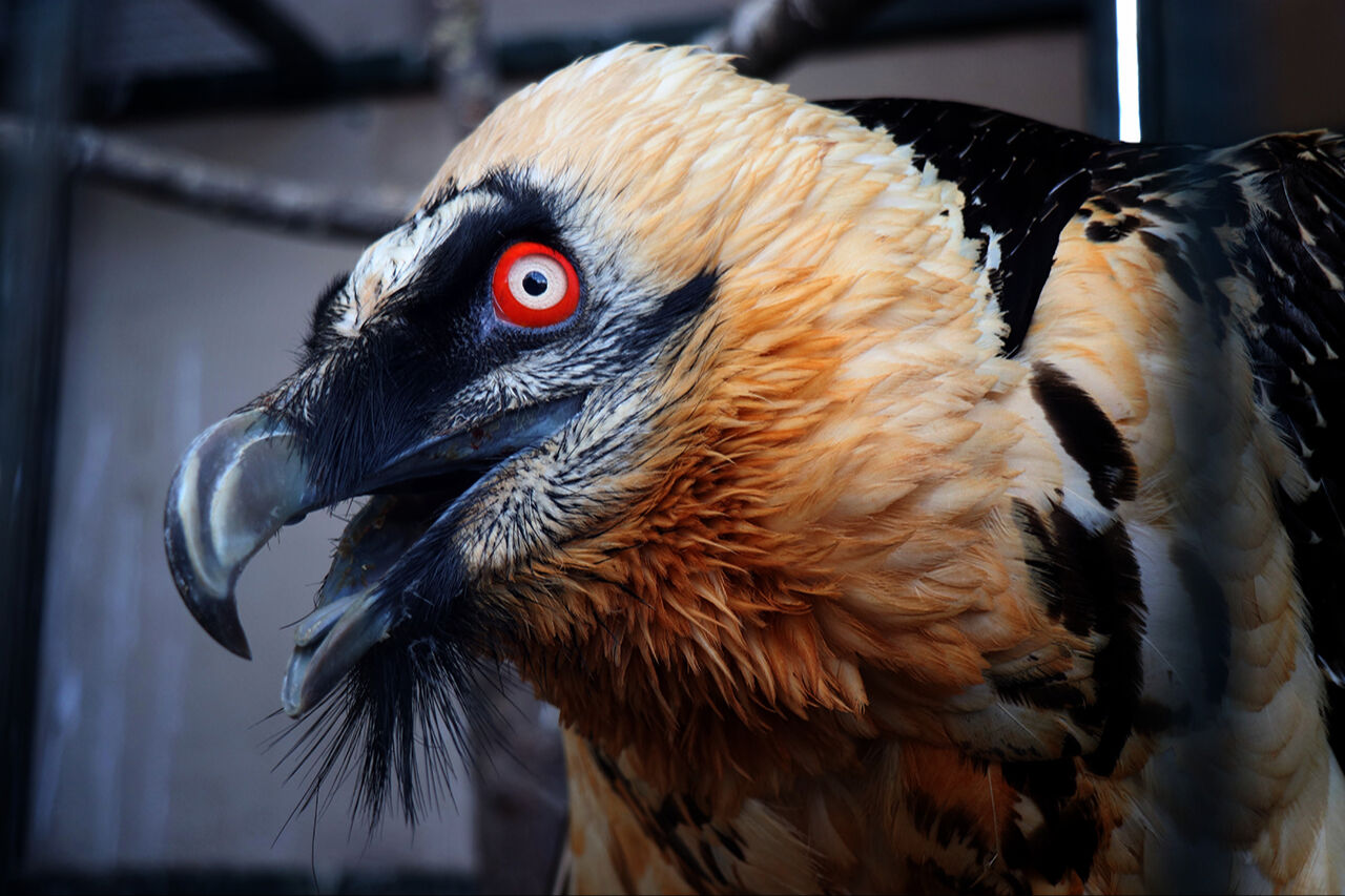 Hafızalara kazınan sakallı akbabanın yuvası belli oldu! Nadir görülen hayvan korumaya alındı - 3. Resim