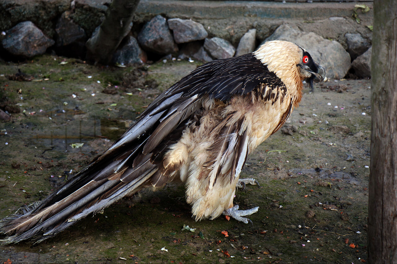 Hafızalara kazınan sakallı akbabanın yuvası belli oldu! Nadir görülen hayvan korumaya alındı - 4. Resim