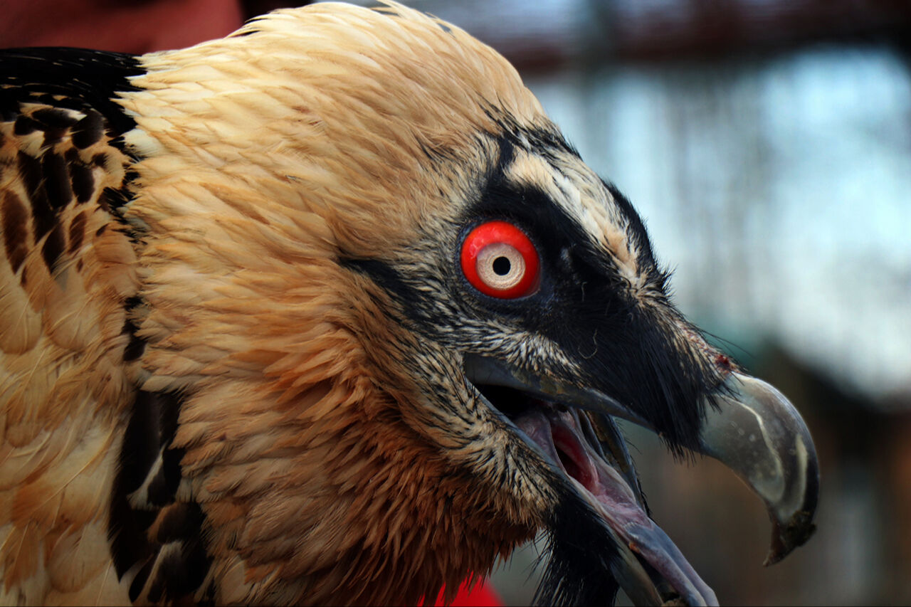 Hafızalara kazınan sakallı akbabanın yuvası belli oldu! Nadir görülen hayvan korumaya alındı - 2. Resim