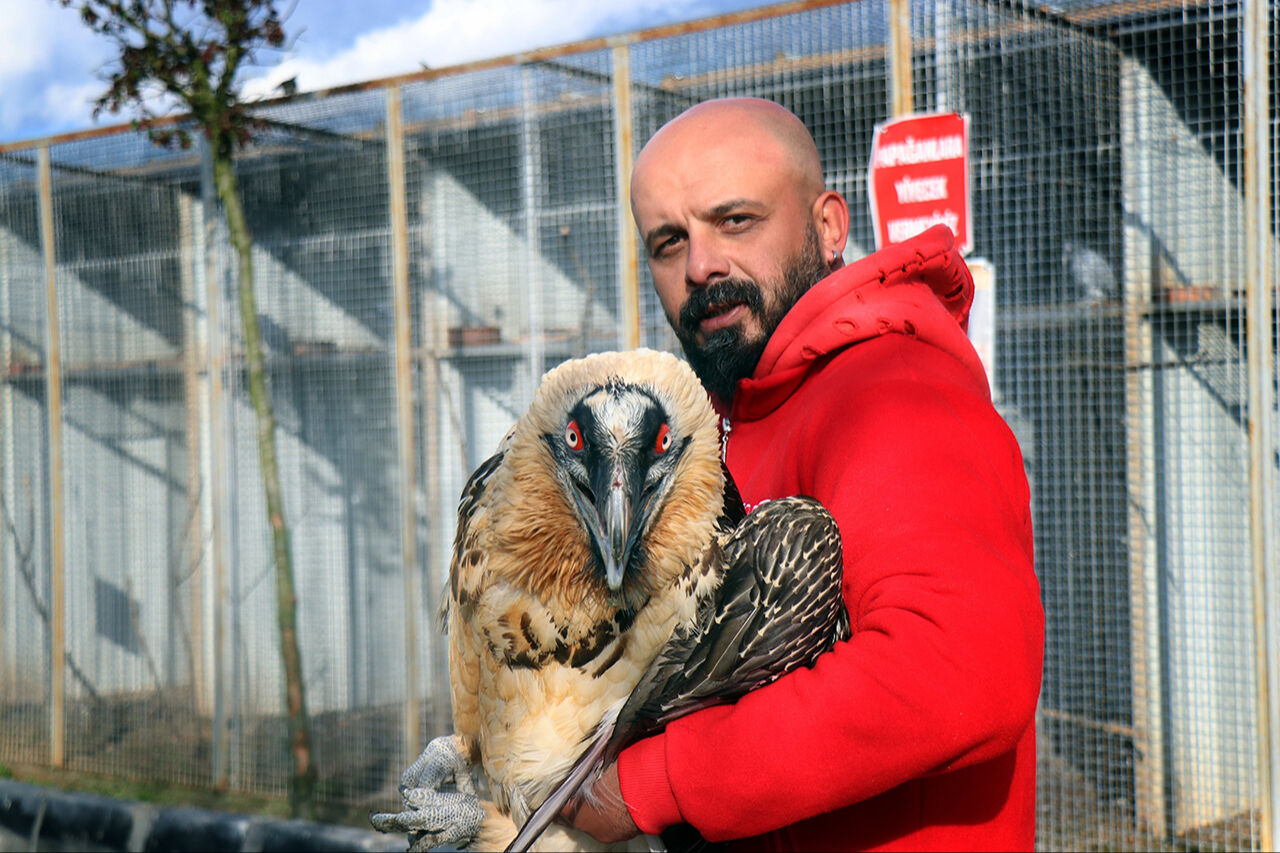 Hafızalara kazınan sakallı akbabanın yuvası belli oldu! Nadir görülen hayvan korumaya alındı - 5. Resim
