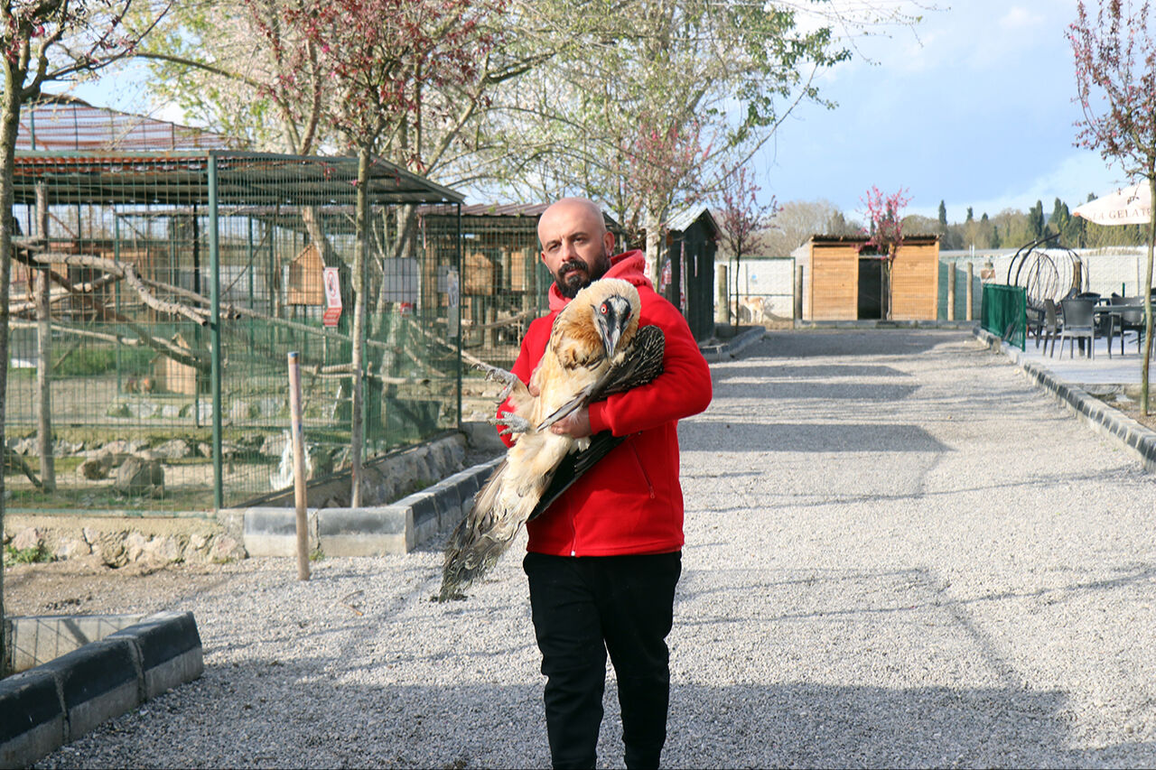 Hafızalara kazınan sakallı akbabanın yuvası belli oldu! Nadir görülen hayvan korumaya alındı - 6. Resim