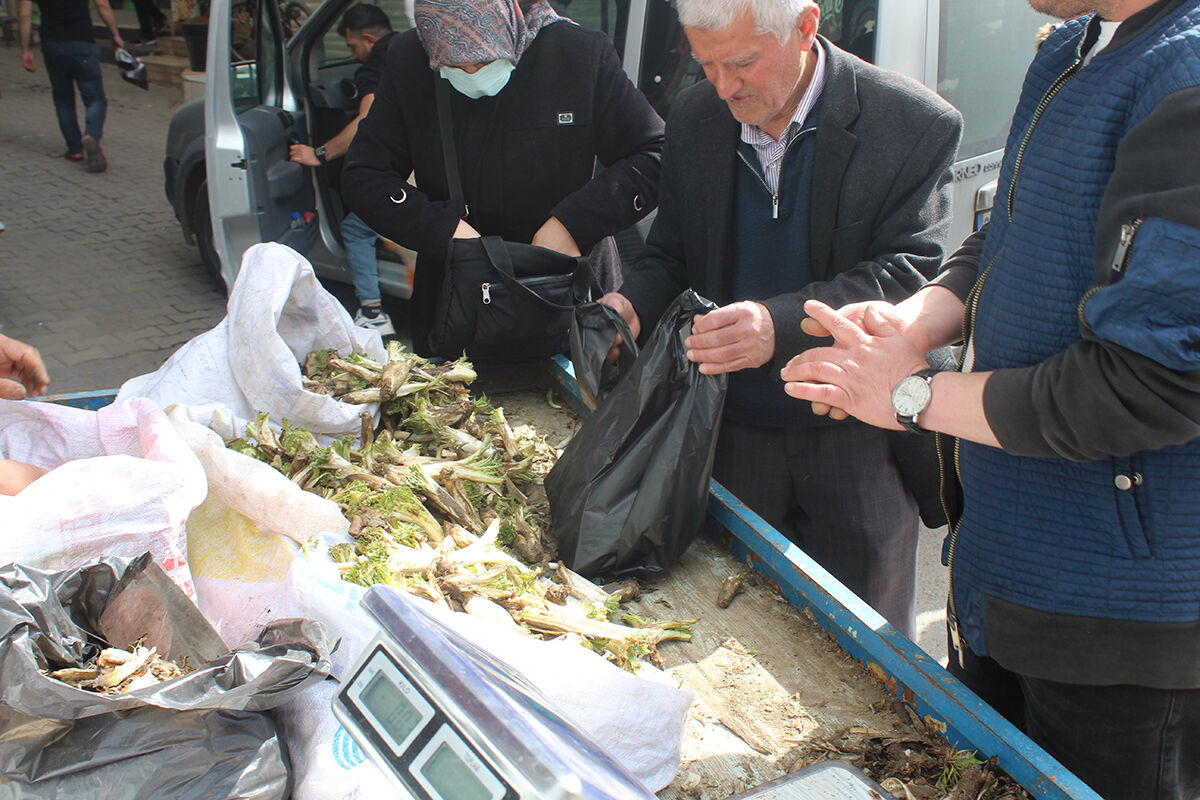 Kapış kapış satılıyor! Baharın şifa deposu 'kenger' dağdan pazara geldi Kapış kapış satılıyor! Baharın şifa deposu 'kenger' pazara geldi - 1. Resim
