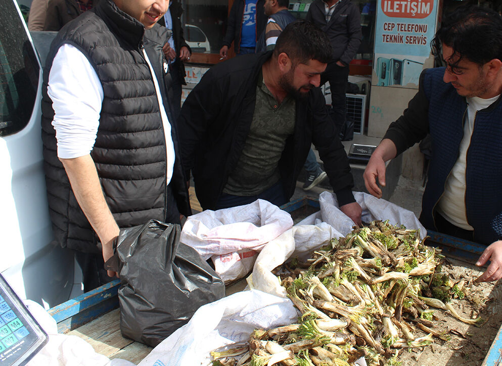 Kapış kapış satılıyor! Baharın şifa deposu 'kenger' dağdan pazara geldi Kapış kapış satılıyor! Baharın şifa deposu 'kenger' pazara geldi - 2. Resim