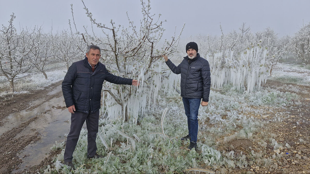 Korkulan oldu! Karaman'da 16 milyon elma ağacını don vurdu: Büyük bir afet yaşıyoruz Korkulan oldu! Karaman'da 16 milyon elma ağacını don vurdu: Büyük bir afet yaşıyoruz - 7. Resim