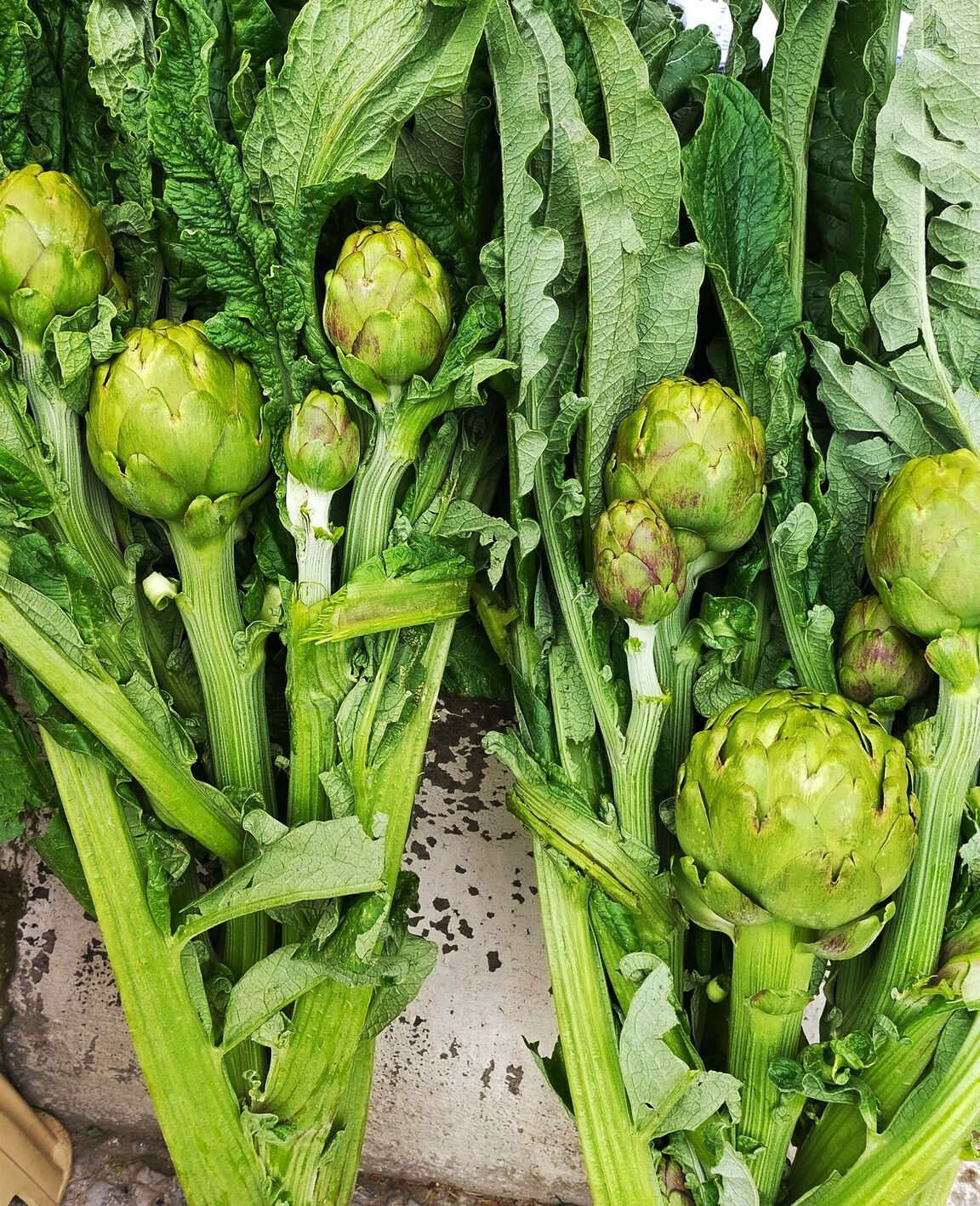 Maliyet artışı bu yıl fiyata yansıdı! Tanesi 70 TL'den satılıyor Maliyet artışı bu yıl fiyata yansıdı! Tanesi 70 TL'den satılıyor - 1. Resim