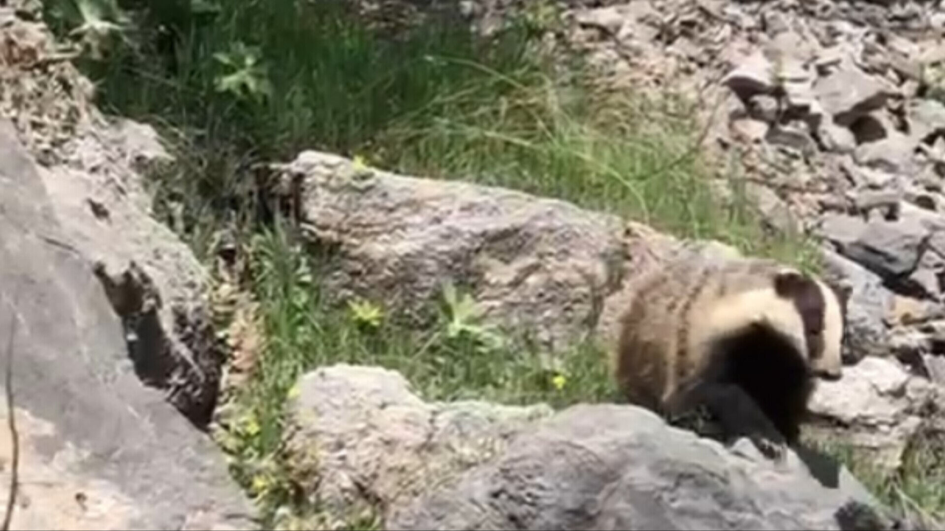 Nesli tükenen hayvan kamerada! Batman'da görüntülendi - 2. Resim