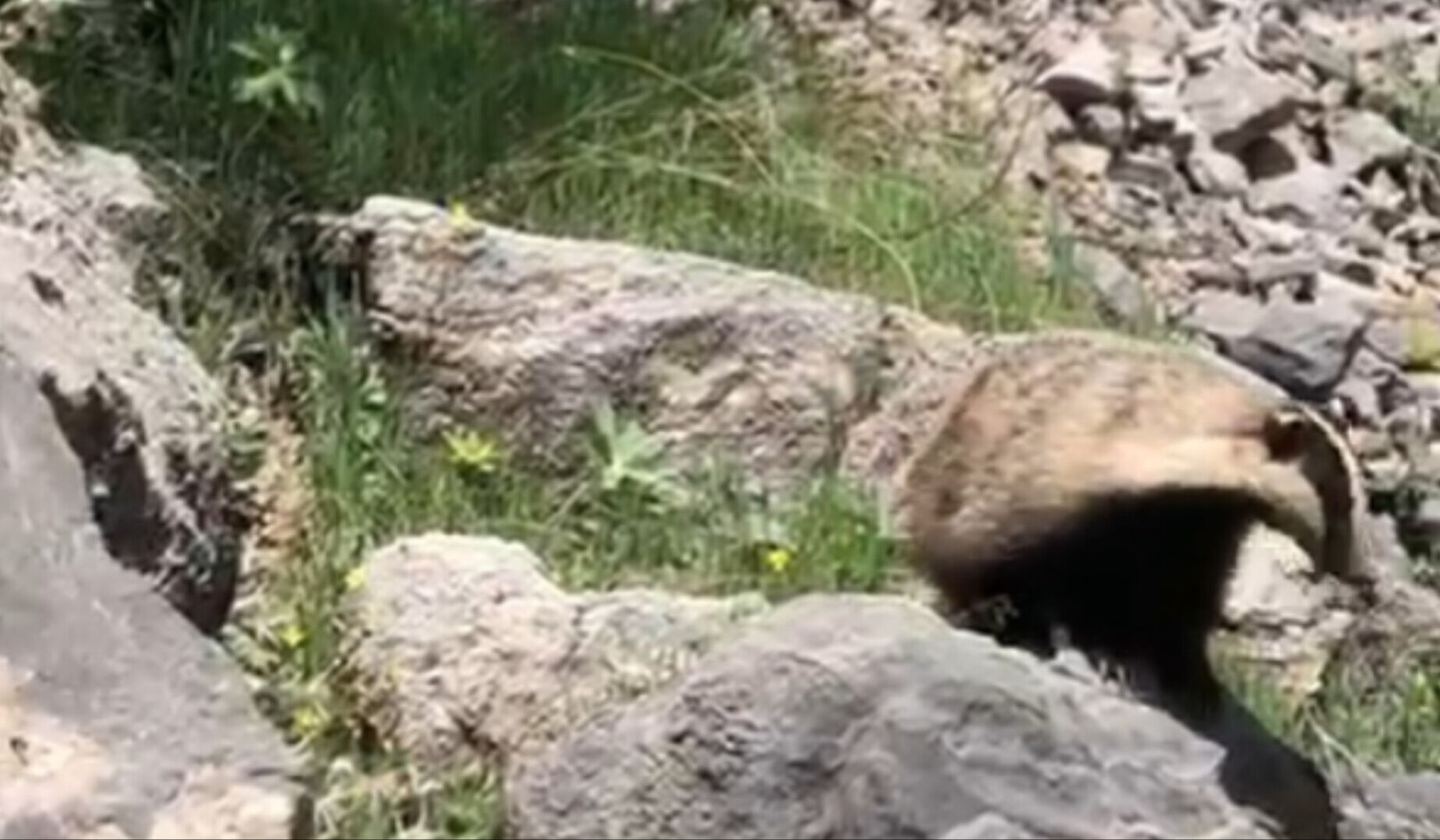 Nesli tükenen hayvan kamerada! Batman'da görüntülendi - 1. Resim