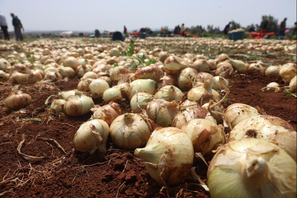 Amik Ovası'nda hasat başladı! Rusya ve Balkanlar'a gidiyor, kilosu 30 lirayı buluyor - 2. Resim