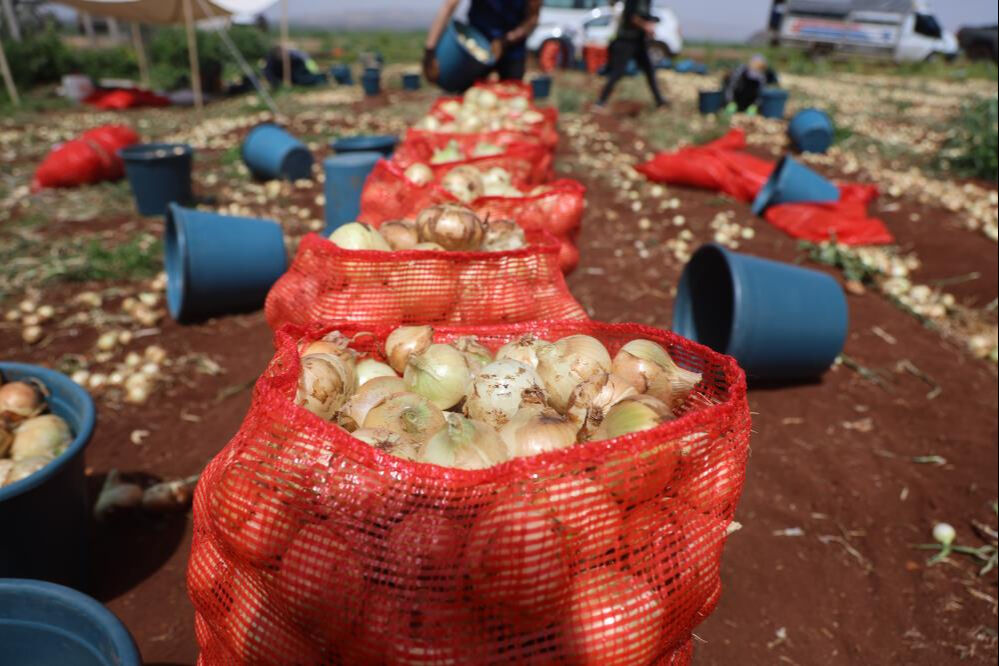 Amik Ovası'nda hasat başladı! Rusya ve Balkanlar'a gidiyor, kilosu 30 lirayı buluyor - 7. Resim