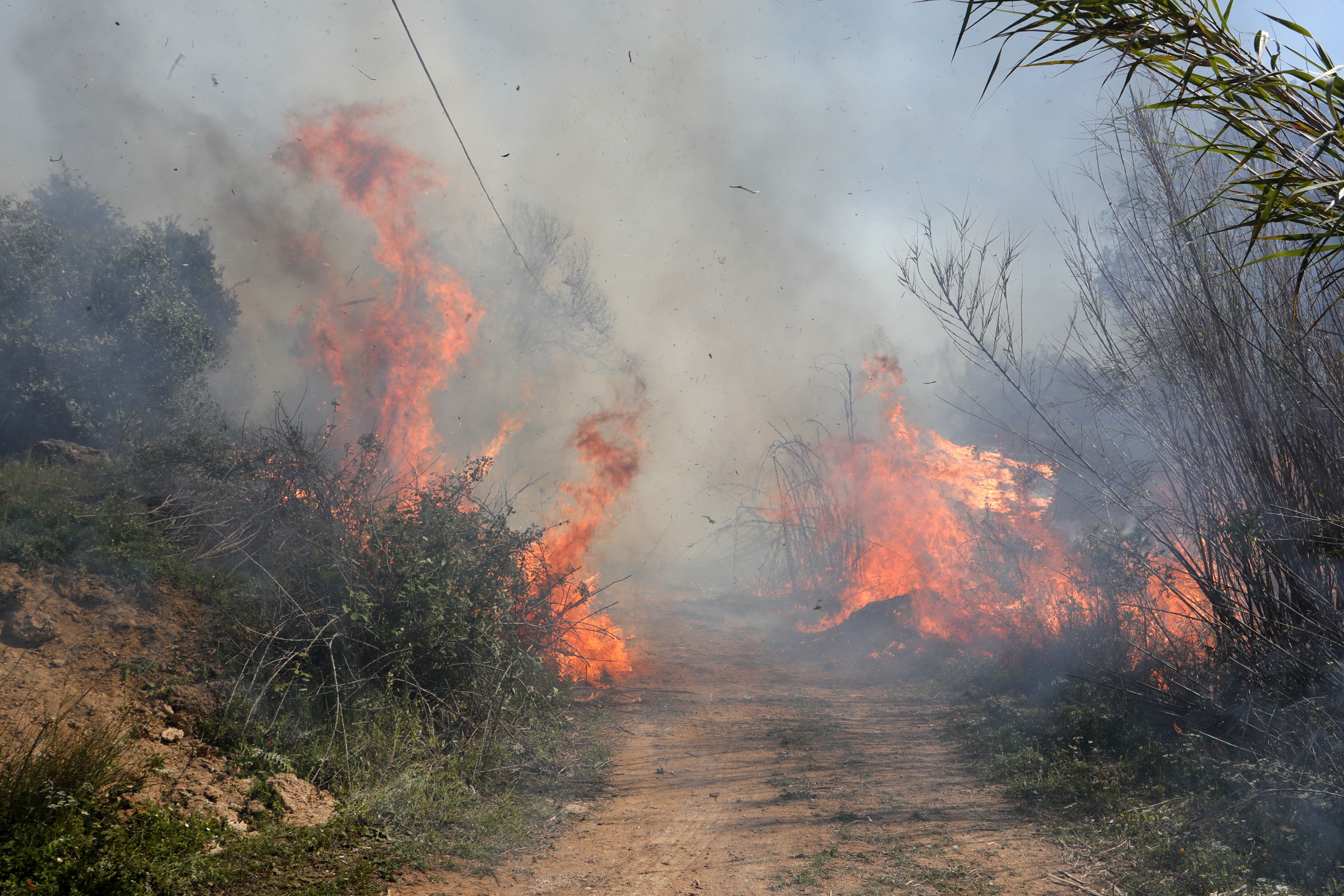 Antalya'nın oksijen deposu Zeytinpark'ta 2 saatlik dehşet! 6 bin metrelik duvar da engel olamadı Antalya'nın oksijen deposu Zeytinpark'ta 2 saatlik dehşet! 6 bin metrelik duvar da engel olamadı - 4. Resim