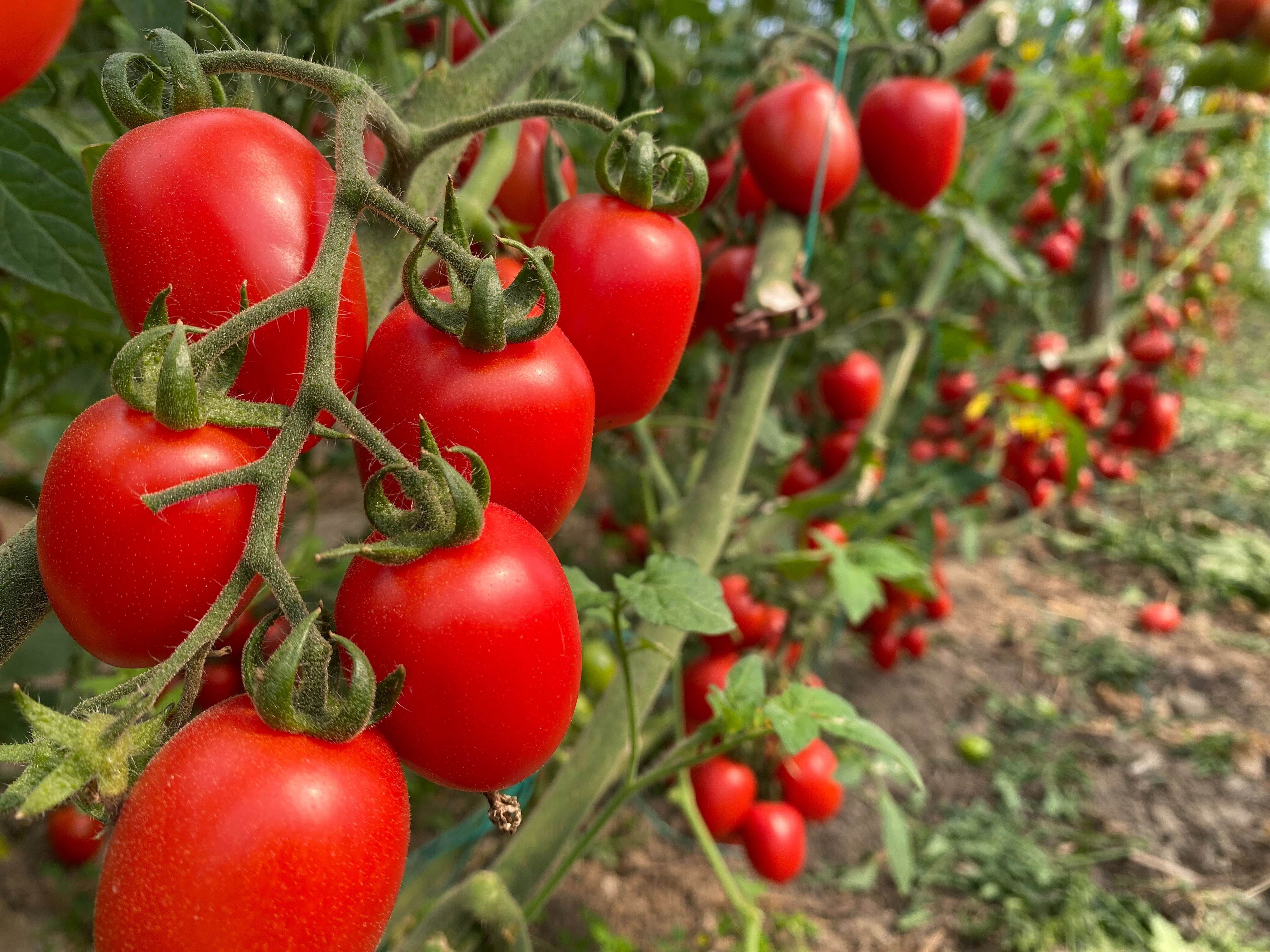 Böylesi ilk kez yaşanıyor! Domatesin tarla fiyatıyla market fiyatı ağızları açıkta bıraktı: Aradaki farkı kim yiyor? Böylesi ilk kez yaşanıyor! Domates tarla fiyatıyla market fiyatı ağızları açıkta bıraktı: Aradaki farkı kim yiyor? - 3. Resim