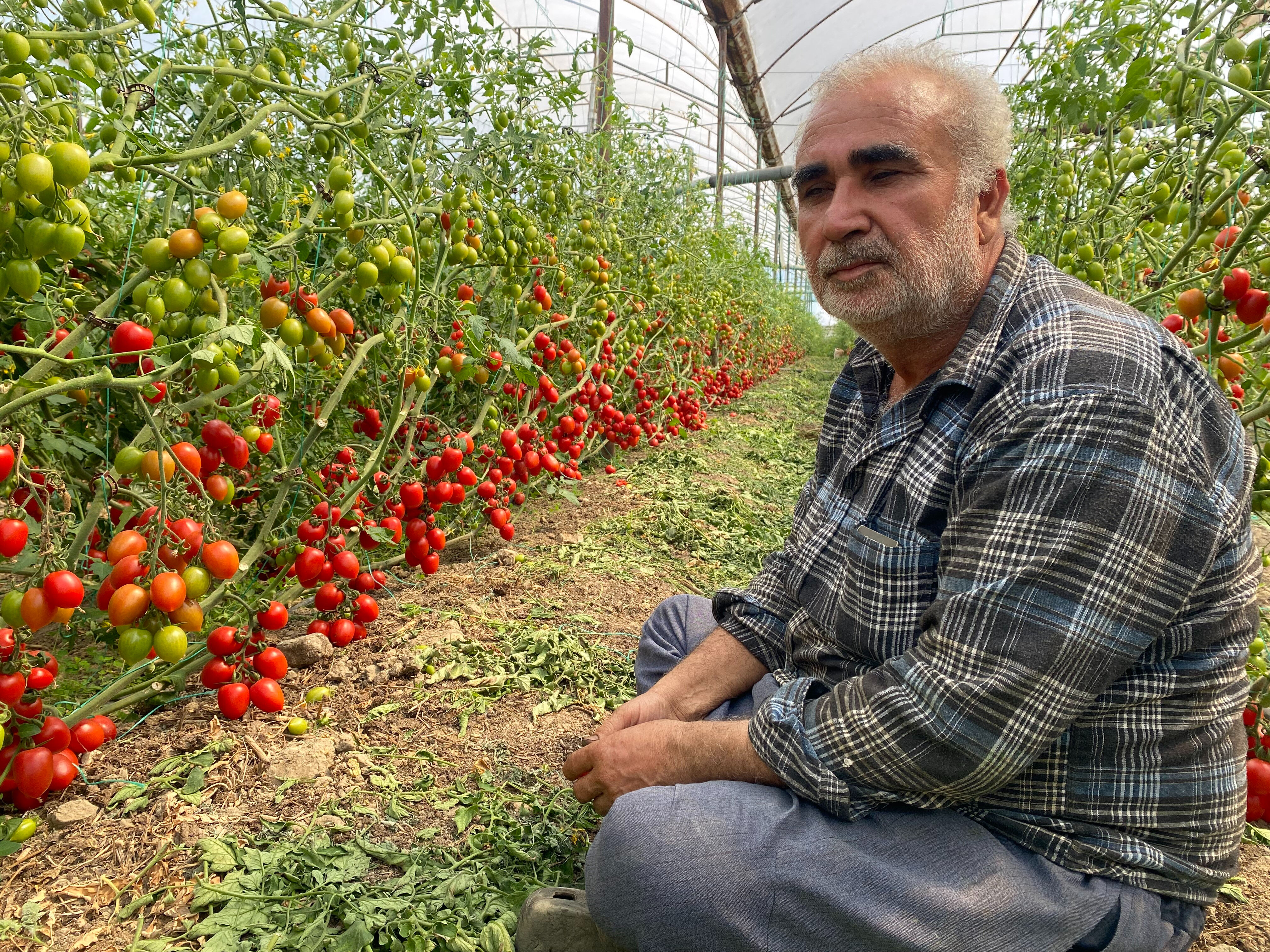 Böylesi ilk kez yaşanıyor! Domatesin tarla fiyatıyla market fiyatı ağızları açıkta bıraktı: Aradaki farkı kim yiyor? Böylesi ilk kez yaşanıyor! Domates tarla fiyatıyla market fiyatı ağızları açıkta bıraktı: Aradaki farkı kim yiyor? - 1. Resim