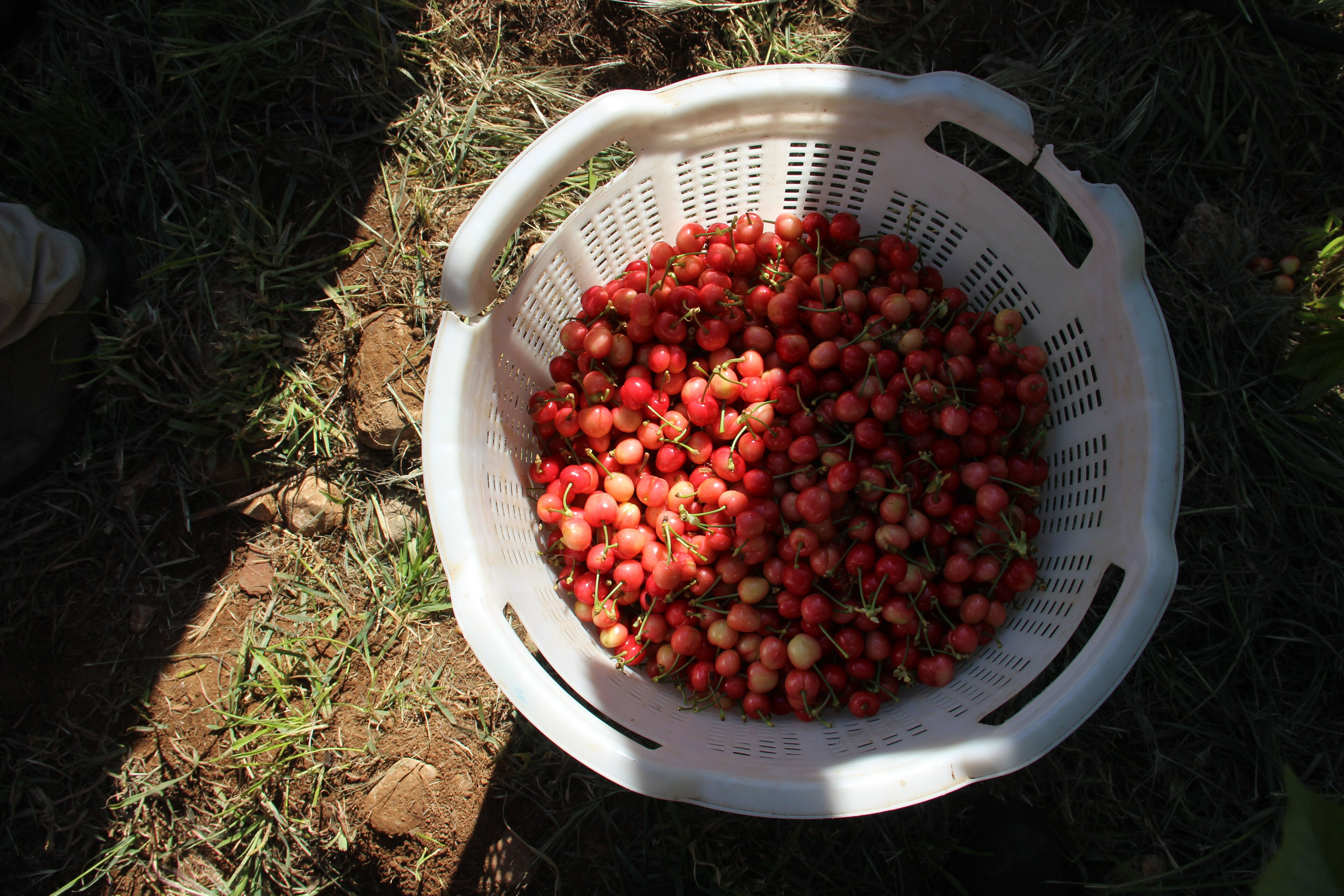 Don hem ürünü hem cüzdanları vurdu: Kirazın kilosu 3 bin 500 lira! Don hem ürünü hem cüzdanları vurdu: Kirazın kilosu 3 bin 500 lira! - 1. Resim