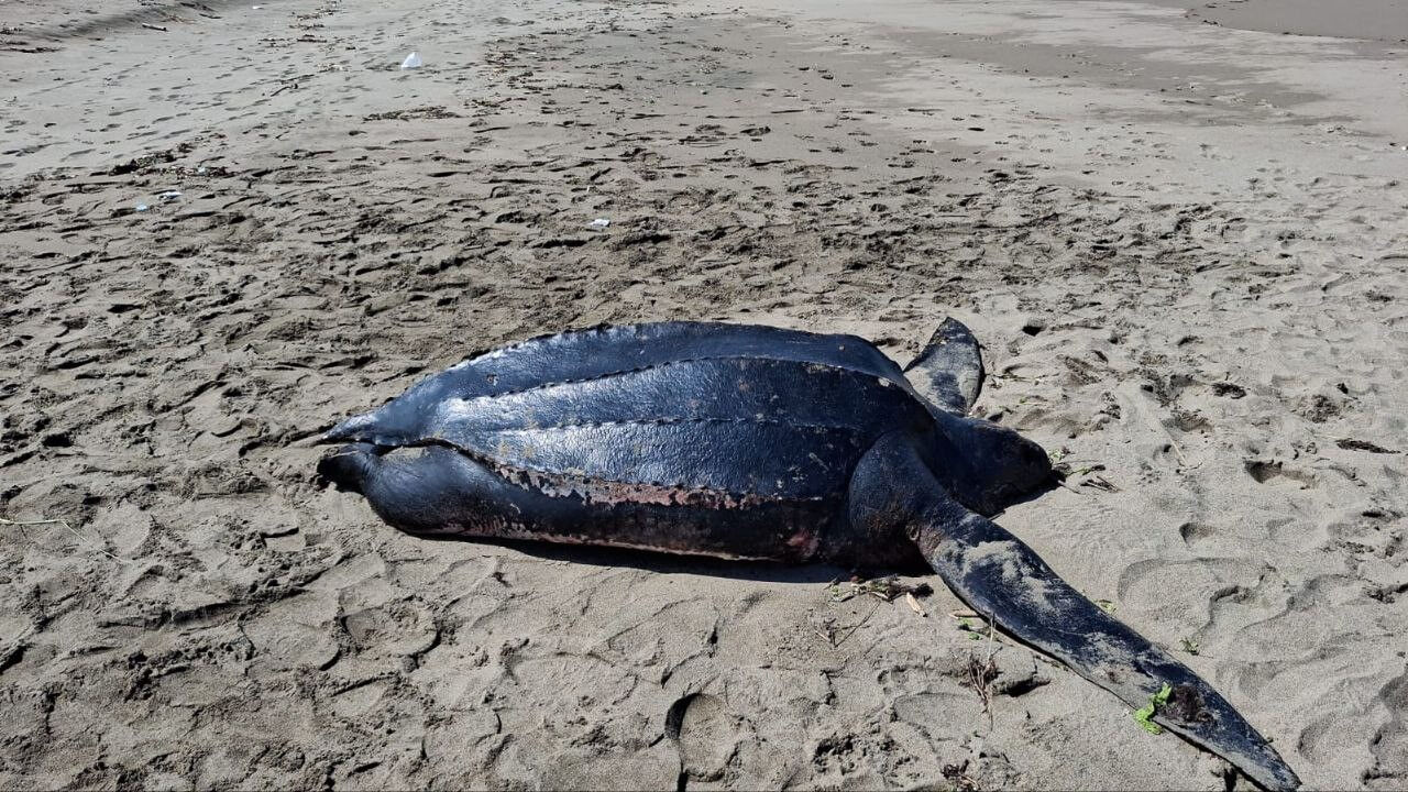 Dünyanın en büyüklerinden, Türkiye'de görülmemişti! 