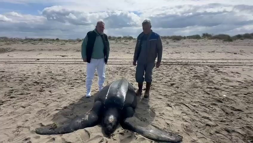 Dünyanın en büyüklerinden, Türkiye'de görülmemişti! 